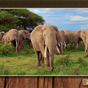 Wild Africa